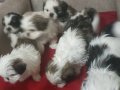 SHOW KALİTE SHİH TZU YAVRULARİ