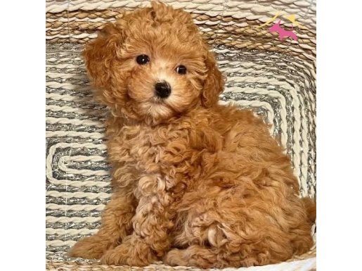 2 aylık yavru çipli 