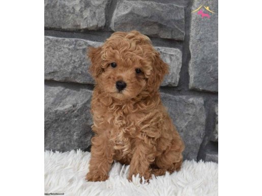 2 aylık toy poodle çipli pasaportlu 
