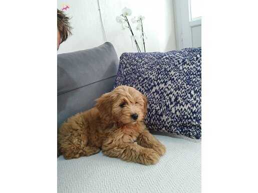 2.5 aylık poodle