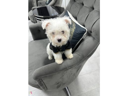 BEYAZ MALTİPOO SEVİMLİ
