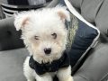 BEYAZ MALTİPOO SEVİMLİ