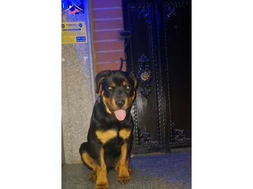 Tüm 3 tane karma aşısı yapılmıştır