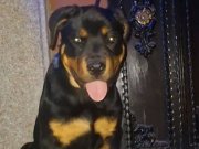 Tüm 3 tane karma aşısı yapılmıştır