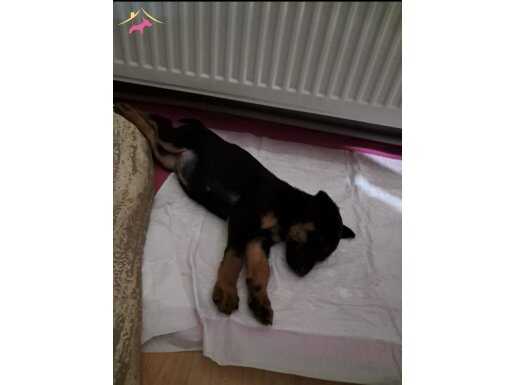 Daha yeni sahiplenildi. Aşıları, chip takıldı. 