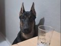 Evcil 7 Aylık Doberman 