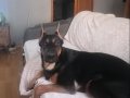 Evcil 7 Aylık Doberman 