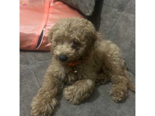  Bu köpek çok güzel  ve dost canlısı 