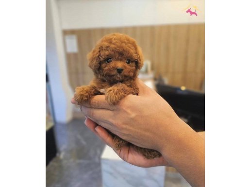 Ev aile ortamından toy poodle yavrular