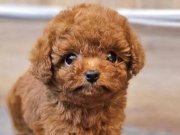 Ev ortamından gerçek teacup Kore yavrular