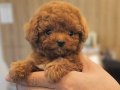 Ev aile ortamından toy poodle yavrular