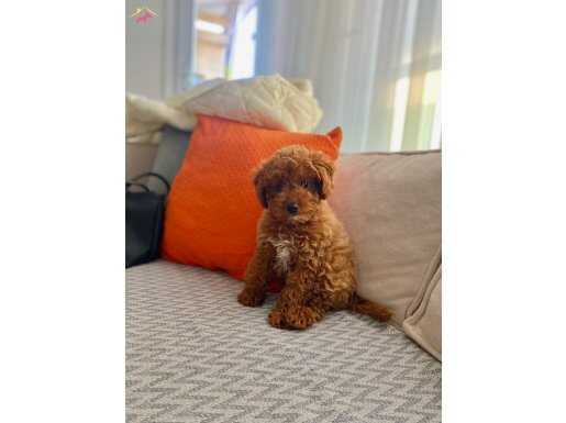 Irk garantili Toy Poodle , Baba 2 kg , Anne 3.5 kg