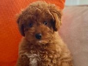 Irk garantili Toy Poodle , Baba 2 kg , Anne 3.5 kg
