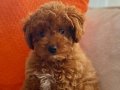 Irk garantili Toy Poodle , Baba 2 kg , Anne 3.5 kg