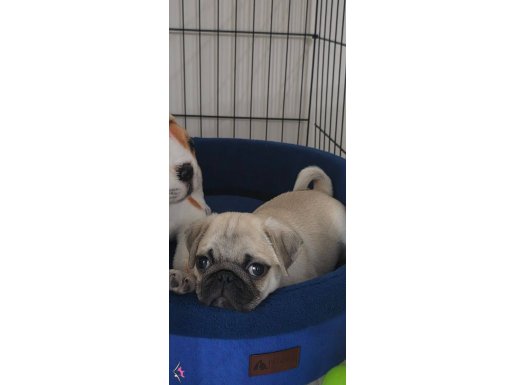 Köpeğimize tuva arıyoruz 