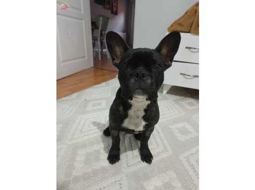 5 buçuk aylık french buldog 