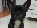 5 buçuk aylık french buldog 