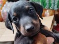 Yavru doberman