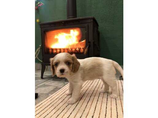 Sevimli 2.5 aylık yavrumuz