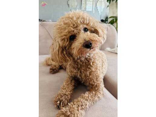 Simetrik güzel suratlı kızımız 