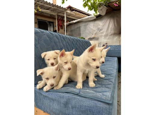 Bembeyaz husky yavrular