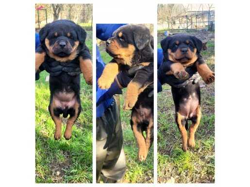 KALİTELİ ROTTWEILER YAVRULARI – UYGUN FİYAT