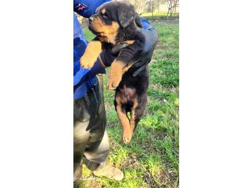 ORİJİNAL A KALİTE SAFKAN ROTTWEİLER ÜRETİCİDEN UYGUN FİYAT