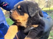 ORİJİNAL A KALİTE SAFKAN ROTTWEİLER ÜRETİCİDEN UYGUN FİYAT