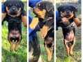 KALİTELİ ROTTWEILER YAVRULARI – UYGUN FİYAT