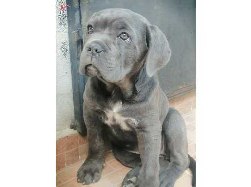 Dişil enerji cane corsa safir