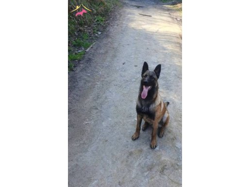 Safkan Belgian Malinois