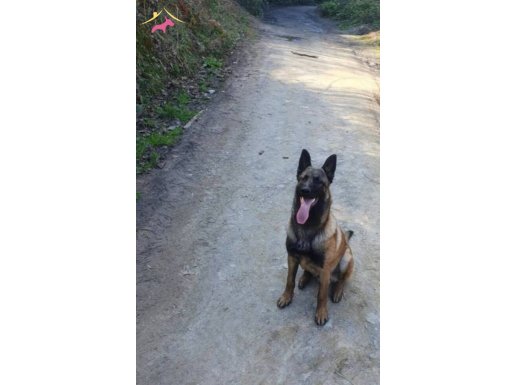 Safkan malinois yavru