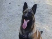 Safkan malinois yavru