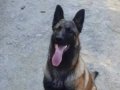 Safkan malinois yavru