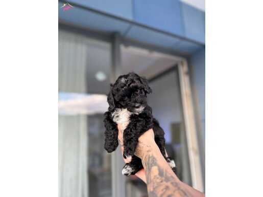 Siyah toy poodle