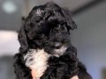 Siyah toy poodle