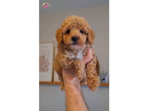 Erkek tüy dökmez 2 aylık