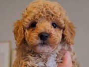 Erkek tüy dökmez 2 aylık