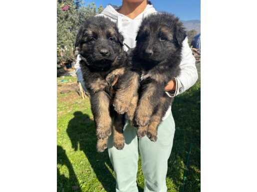 İzmir Foça Alman Kurdu Yavruları