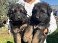 İzmir Foça Alman Kurdu Yavruları