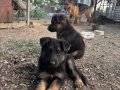 SAFKAN ALMAN KURDU YAVRULARI İZMİR