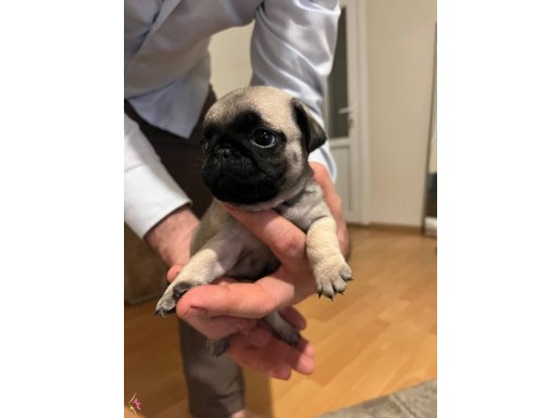 2aydan küçük gül kuyruk minikler