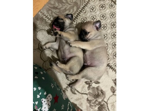 2 erkek bir dişi gül kuyruk aşırı tatlı