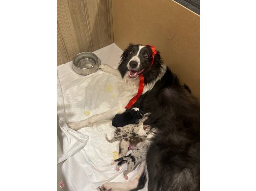 Secereli border collie