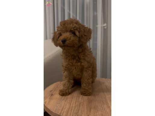 Toy poodle