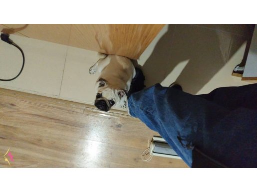 4 aylık sevimli dişi pug 