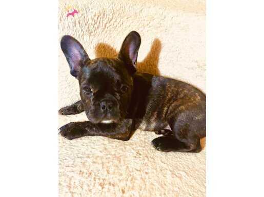 2.5 aylık tiger French bulldog 