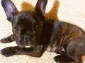 2.5 aylık tiger French bulldog 