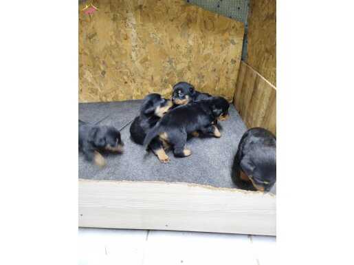 Sağlıklı Yavrular