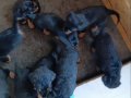 Sağlıklı Rottweiler Yavruları 